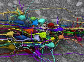 neurons